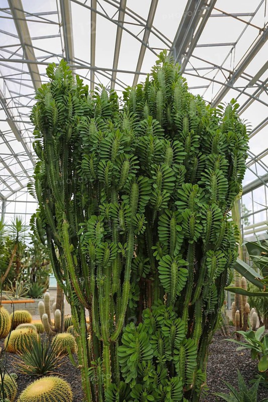 Glass plant house in the villa gardens by the lake