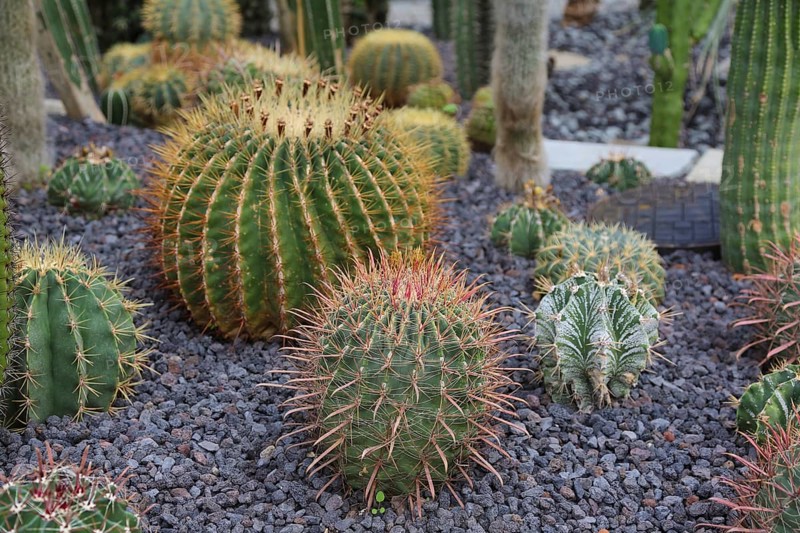 Cactus family
