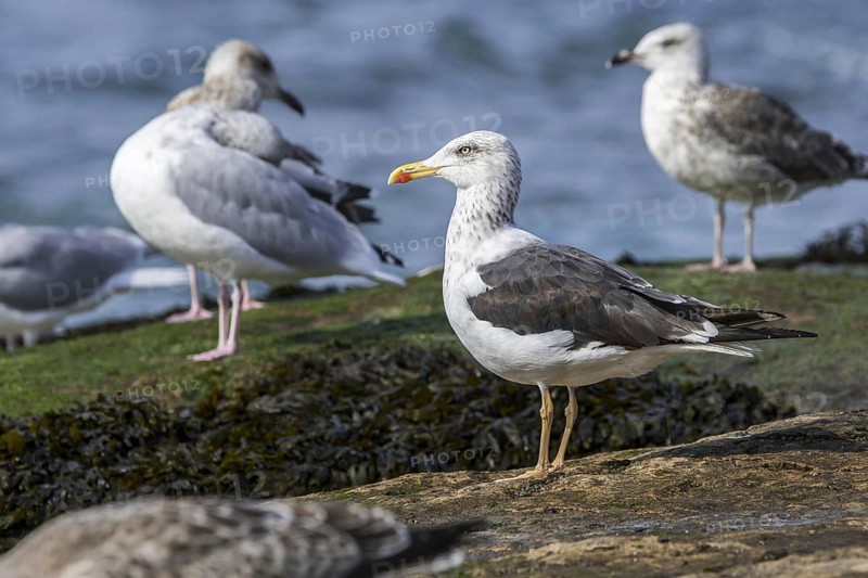 Lesser black-backed gull