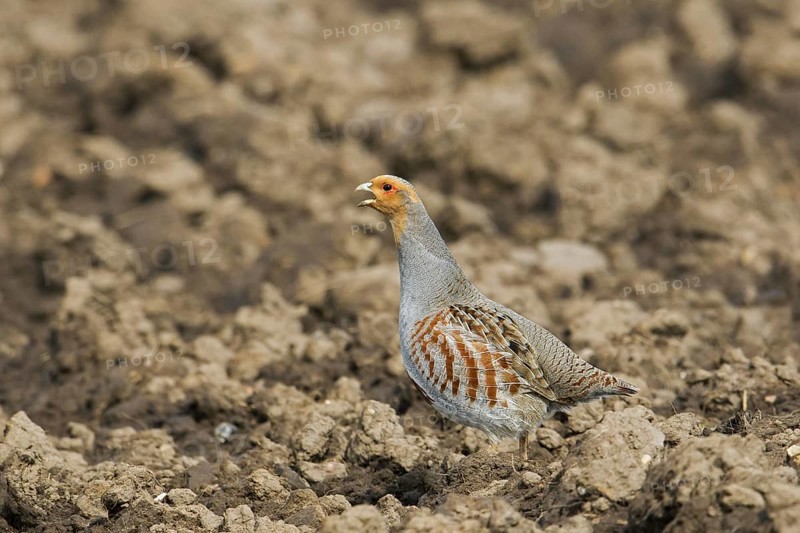 Grey partridge