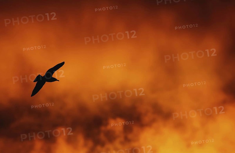 Seagull in flight silhouetted against orange cloud at sunset