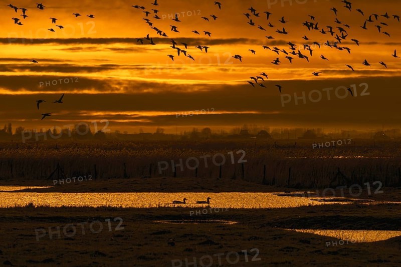 Flock of ducks silhouetted against sunset flying over field in winter in the Uitkerkse Polder nature reserve near Blankenberge