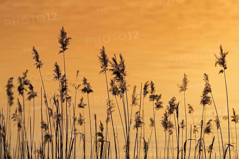 Panicles of common reed