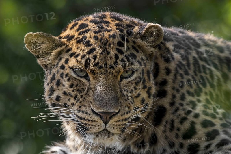 Amur leopard