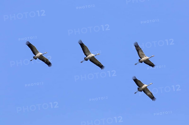 Four migrating common cranes