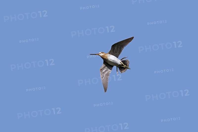 Common snipe