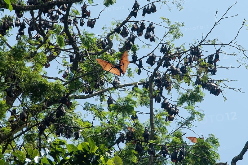 Colony of giant golden-crowned flying fox