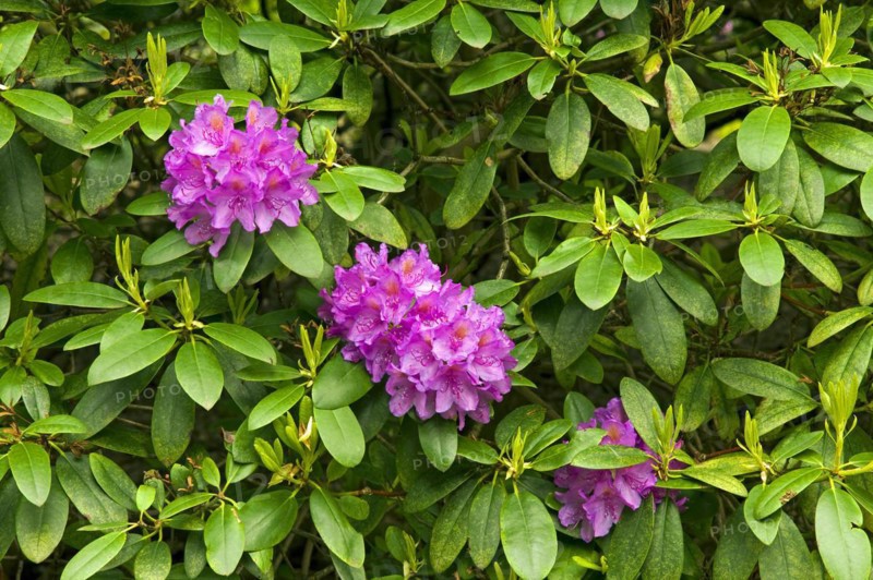 Rhododendron flower
