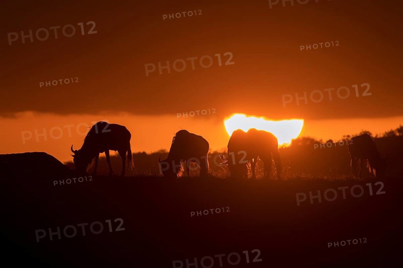 Grazing wildebeests at sunset in the plains of Masai Mara