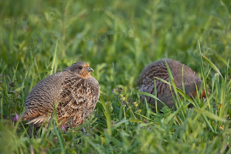 Grey Partridge