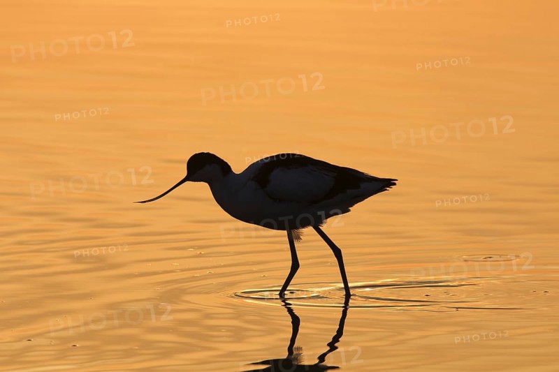 Pied avocet
