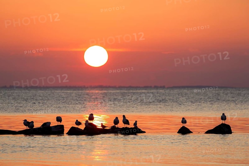 Flock of great black-backed gulls