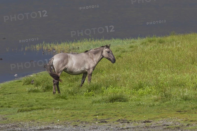 Konik