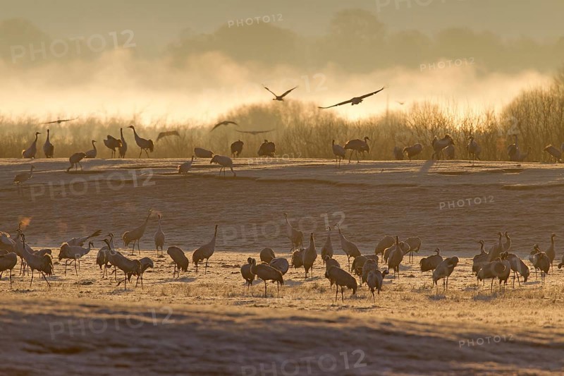 Common Crane