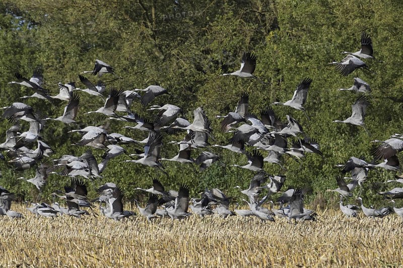 Flock of common cranes