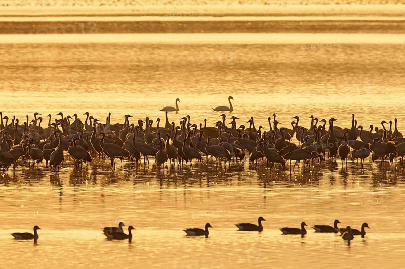Flock of common cranes