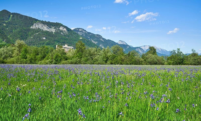 Meadow with poet's daffodil