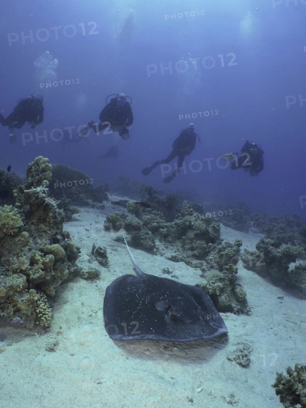Blackspotted stingray