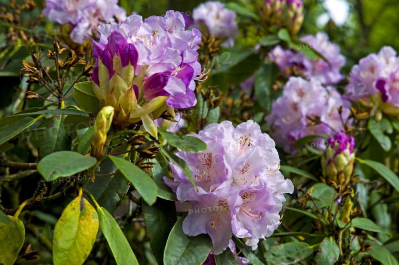 Rhododendron blossom