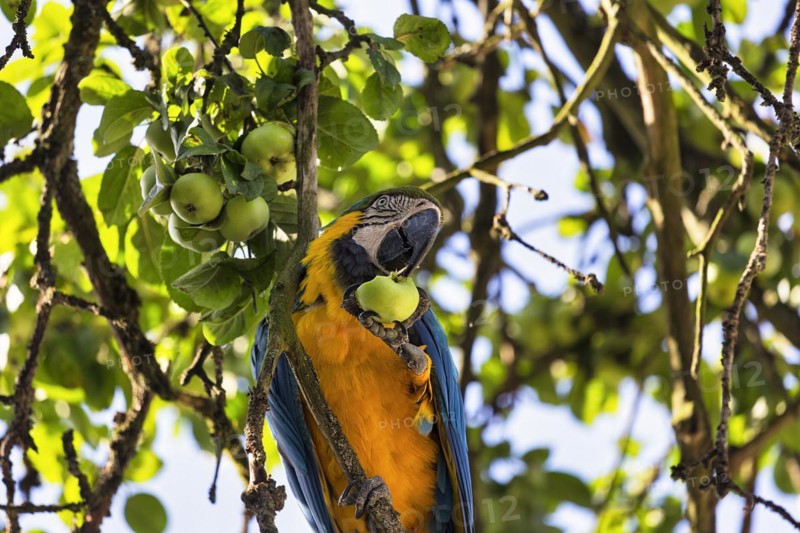Blue and yellow macaw