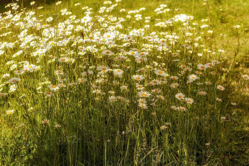 Marguerites