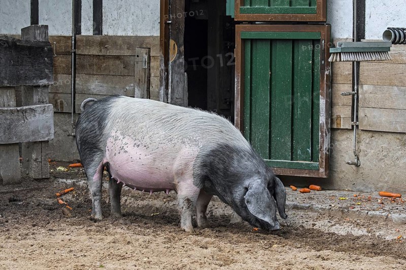 Swabian-Hall swine