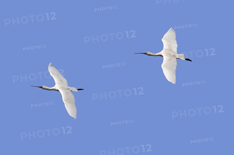 Two Eurasian spoonbills