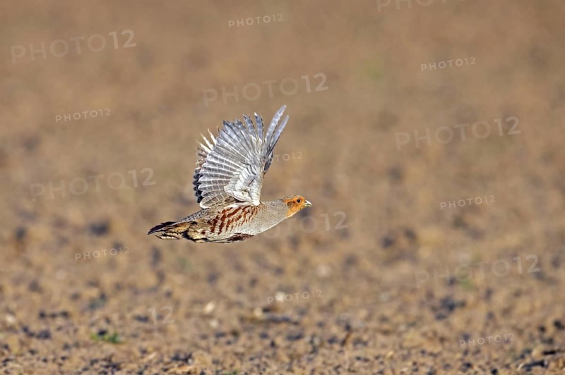 Grey partridge