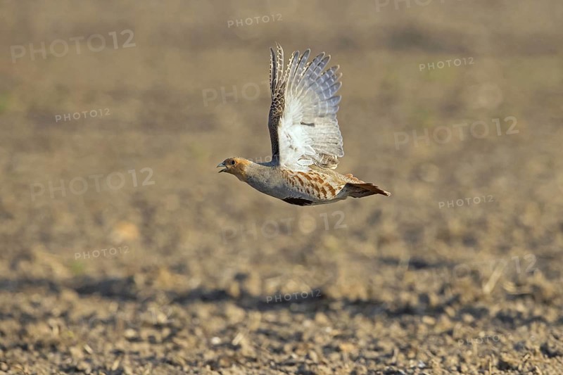 Grey partridge