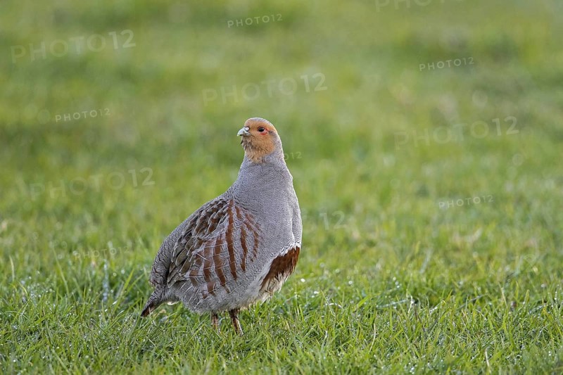 Grey partridge