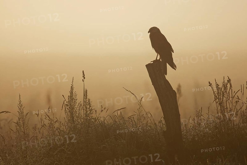 Western marsh harrier