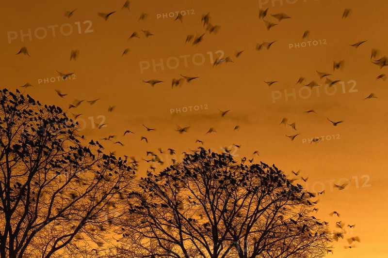 Rooks