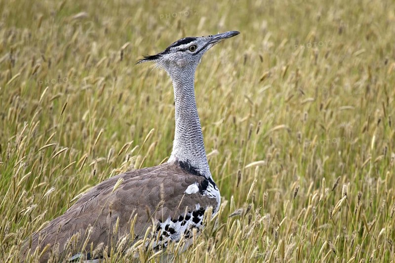 Close-up of Kori Bustard