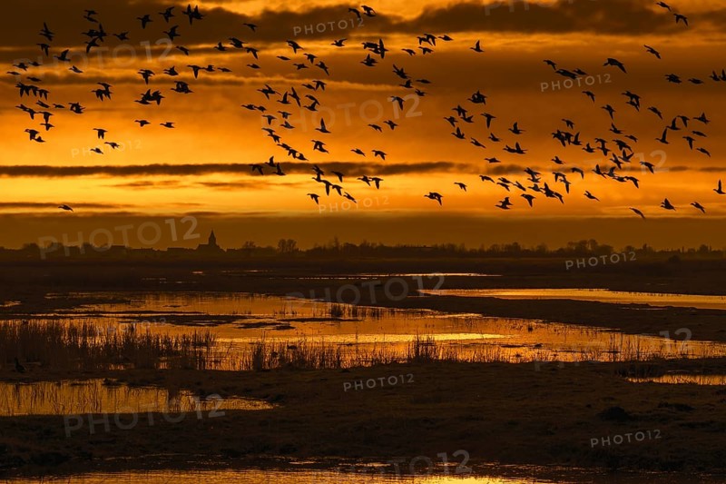 Flock of ducks silhouetted against sunset flying over field in winter in the Uitkerkse Polder nature reserve near Blankenberge
