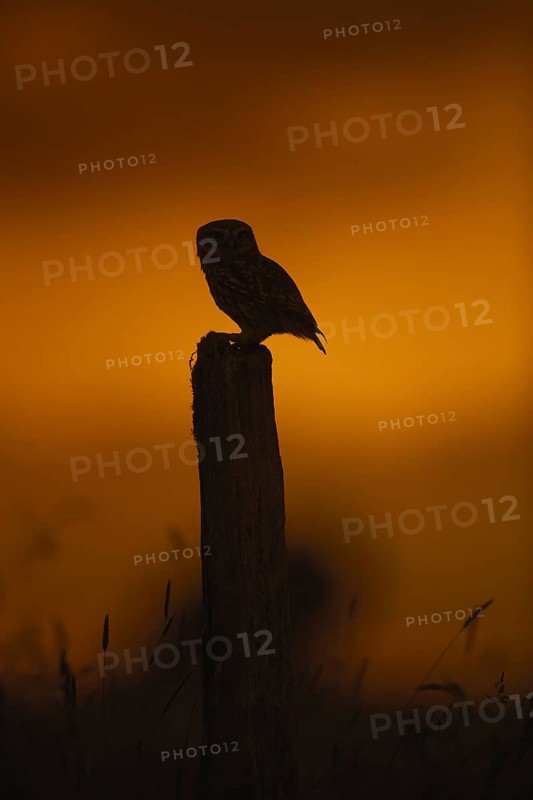 Little owl