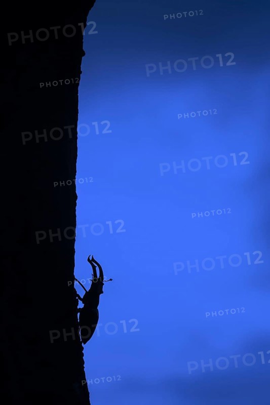 European stag beetle