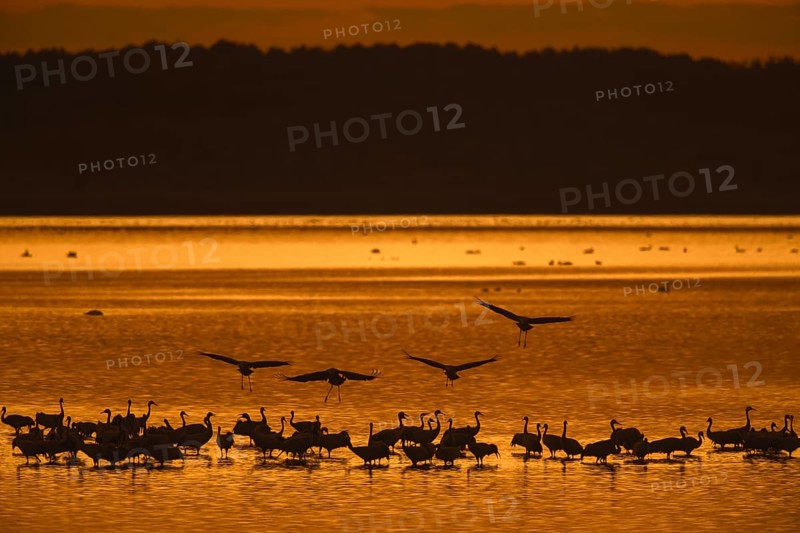 Flock of common cranes
