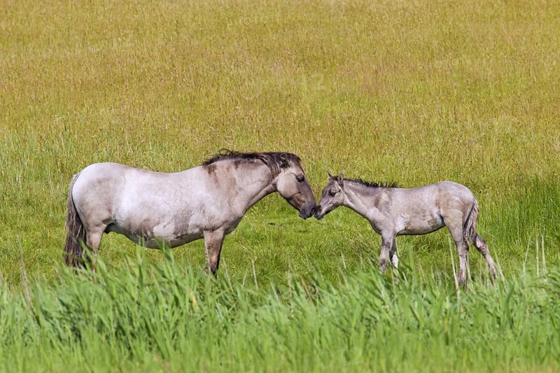 Konik horses