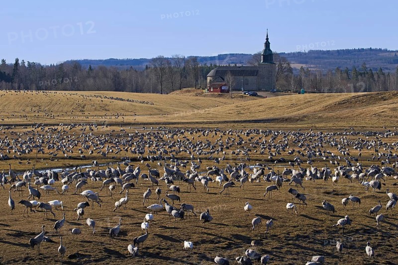 Flock of common cranes