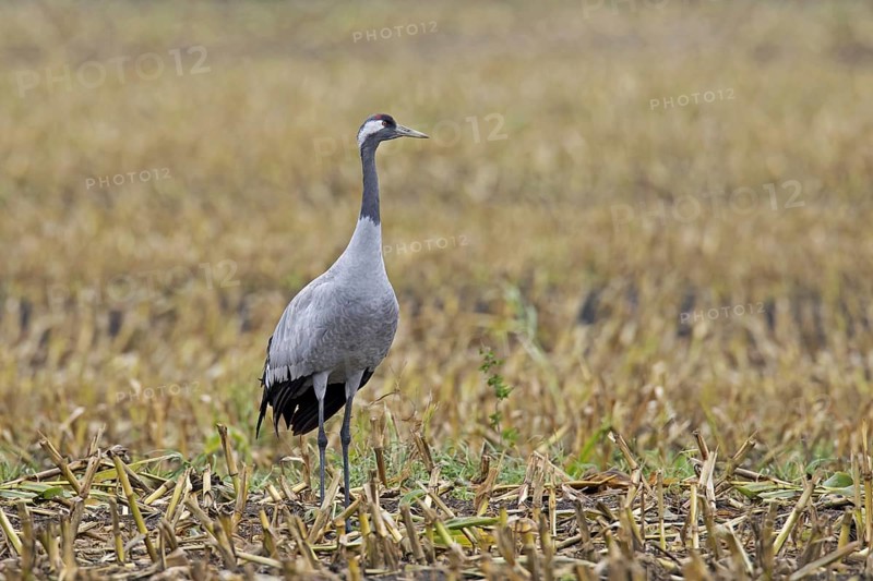Common crane