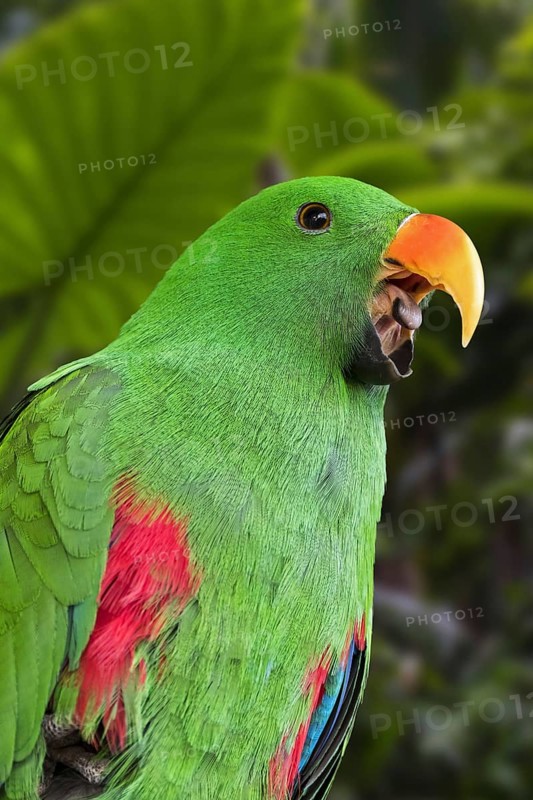 Eclectus parrot