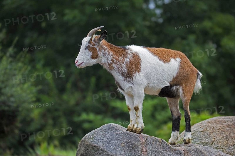 Domestic pygmy goat