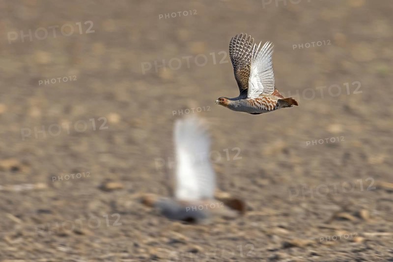 Two grey partridges