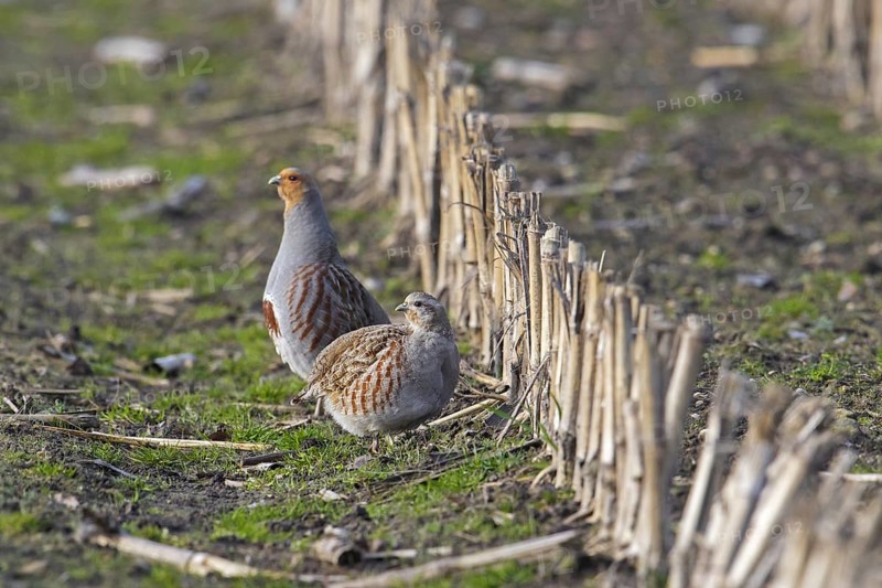 Grey partridge