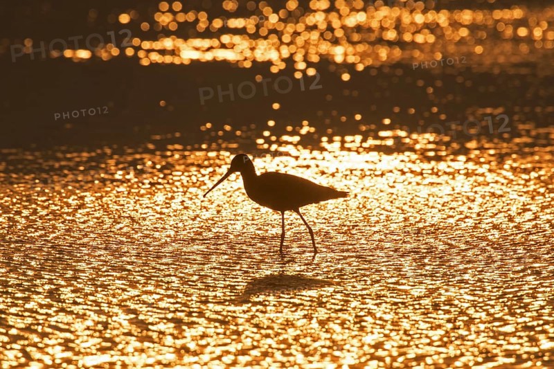 Silhouette of black-tailed godwit