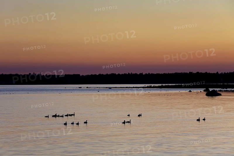 Flock of Barnacle geese