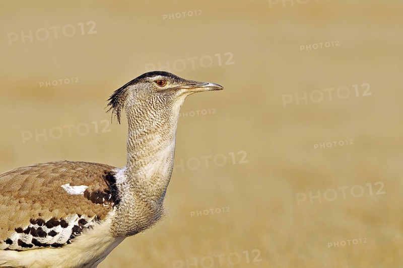 Close-up of Kori Bustard