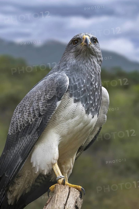 Western black-chested buzzard-eagle