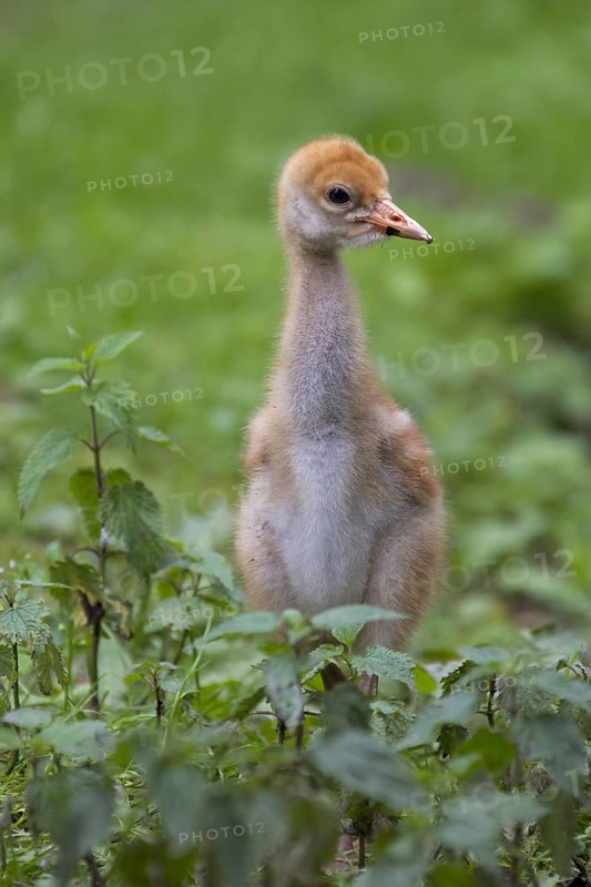 Common Crane