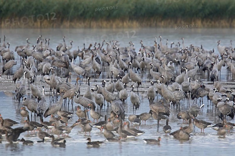 Common Crane